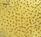 Colpomenia sinuosa3
